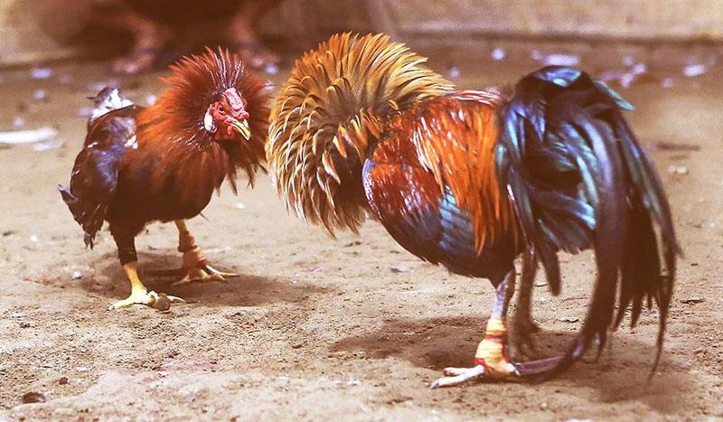 Các hình thức đấu gà đa dạng