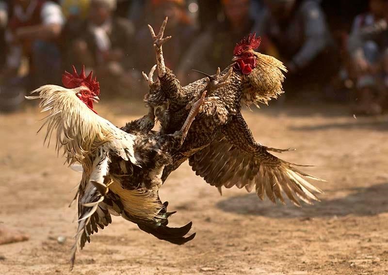 Lưu trữ thông tin đá gà an toàn